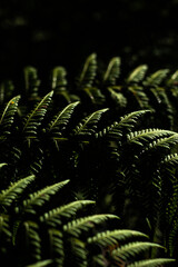 fern leaves