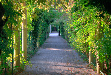 Green tunnel in the park