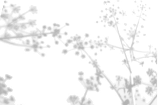 Summer background from the shadow of a sprig of field grass on a white wall. White and black for photo or mockup