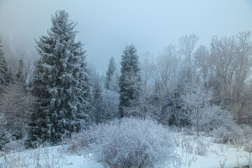 snow covered trees in winter