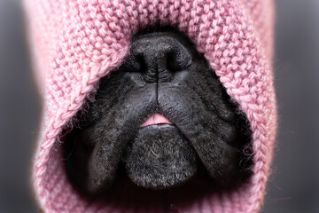 muzzle of a German boxer breed dog in a knitted scarf close-up front view