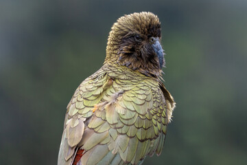 Kea Alpine Parrot of New Zealand