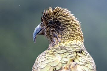 Kea Alpine Parrot of New Zealand