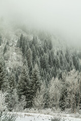 Obraz na płótnie Canvas snow covered trees in the forest