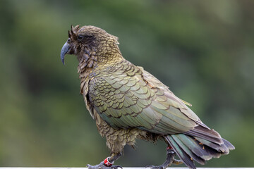 Kea Alpine Parrot of New Zealand
