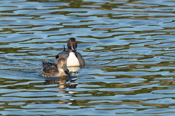 northern pintail in the sea