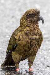 Kea Alpine Parrot of New Zealand