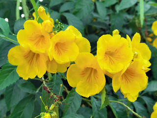 close up of beautiful yellow flower in the garden