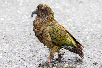 Kea Alpine Parrot of New Zealand
