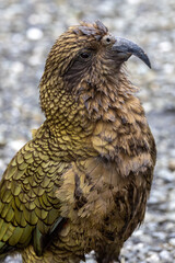 Kea Alpine Parrot of New Zealand