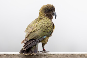 Kea Alpine Parrot of New Zealand - obrazy, fototapety, plakaty