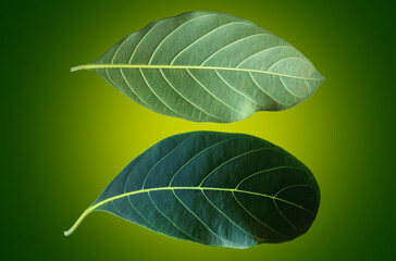 Obraz premium Isolated green leaf of jackfruit with clipping paths.