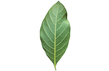 Obraz premium Isolated green leaf of jackfruit with clipping paths.