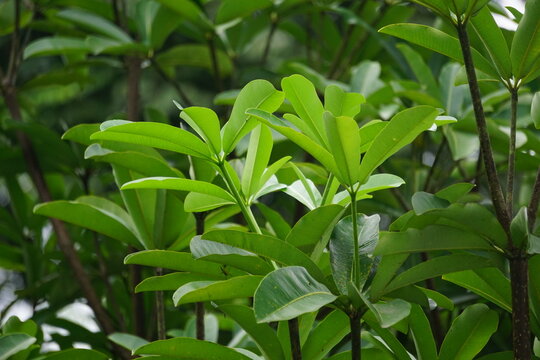 Alstonia scholaris (also called blackboard tree,  devil's tree, pule, kayu gabus, lame, lamo, pule, jelutung) leaves with a natural background