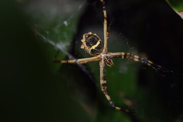 spider on a web