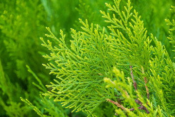 Green branches and young leaves of a thuja tree.
