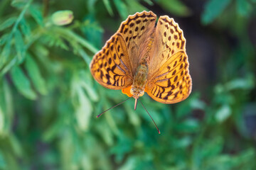 The dark green fritillary butterfly collects nectar on flower. Speyeria aglaja is a species of butterfly in the family Nymphalidae.
