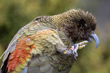 Kea Alpine Parrot of New Zealand
