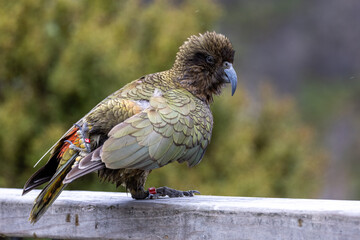 Kea Alpine Parrot of New Zealand