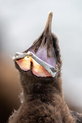 Otago Shag Endemic to New Zealand