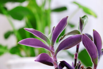 Houseplants on the windowsill. Colored leaves of Tradescantia and Monstera