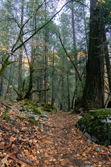 Up Hill Path Surrounded by Rocks Covered with Moss