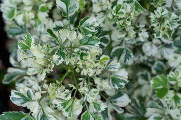 closeup white spotted leaves, green leaf texture