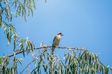 The great grey shrike, lat. Lanius excubitor, sitting on the branch with blue background.