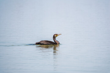 A black cormorant swimming in the sea. The great cormorant, Phalacrocorax carbo