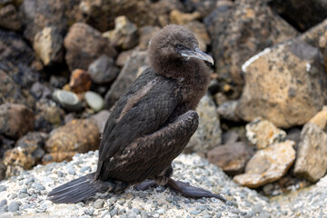 Otago Shag Endemic to New Zealand