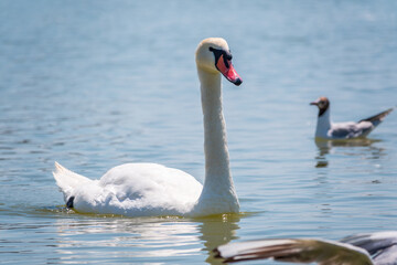 Graceful white Swan swimming in the lake, swans in the wild. Portrait of a white swan swimming on a lake.