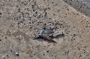 Dead Bird