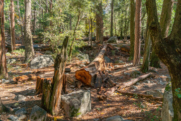 View of Large Fallen Tree on the Ground Surrounded by Rocks