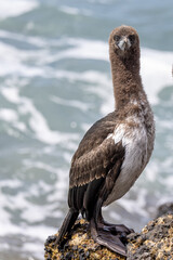 Otago Shag Endemic to New Zealand