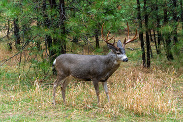 Side View of Large Male Deer in Yosemite Park with Wet Conditions