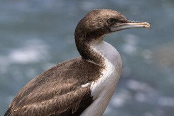 Otago Shag Endemic to New Zealand