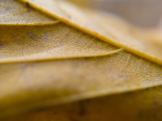 close up of a leaf