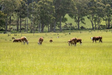 Close up of Stud Beef bulls and cows grazing on grass in a field, in Australia. breeds include...