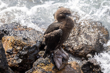Otago Shag Endemic to New Zealand