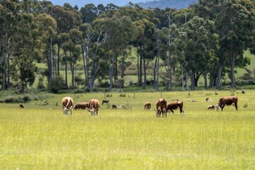 Close up of Stud Beef bulls and cows grazing on grass in a field, in Australia. breeds include...