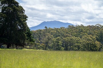 Close up of Stud Beef bulls and cows grazing on grass in a field, in Australia. breeds include...