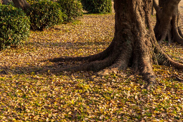 公園の木の根元を覆うたくさんの落ち葉
