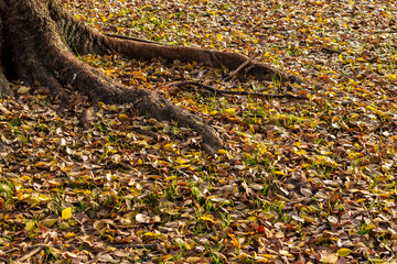 木の根元を覆う落ち葉