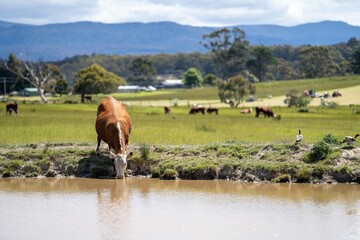 Close up of Stud Beef cows drinking out of a dam in a field, in Australia. breeds of cattle include...