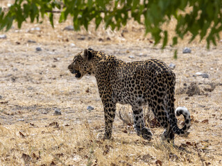 Ein laufender Leopard in der Seitenansicht im Etosha Nationalpark