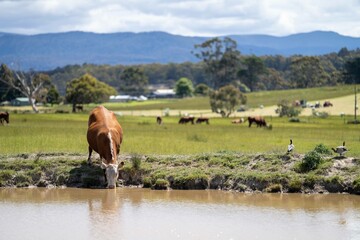 Close up of Stud Beef cows drinking out of a dam in a field, in Australia. breeds of cattle include...