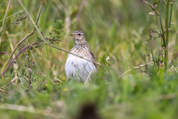 Eurasian Skylark in New Zealand