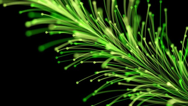 Stylish animation of a bright branch dynamically and elegantly growing on a black background. Magical fabulous vegetation. The perfect background and element of any design