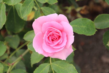pink rose in garden