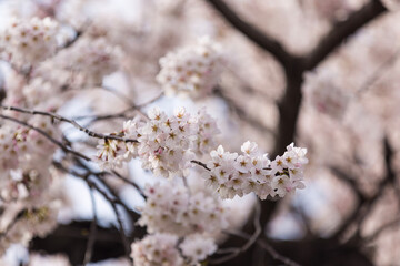 tree blossom